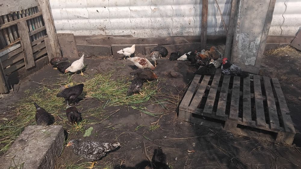 Продам цыплят домашних