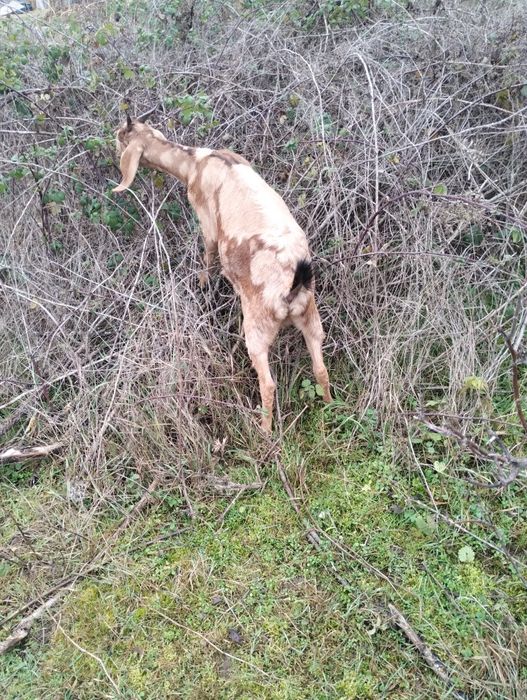 Capre anglo -nubiene