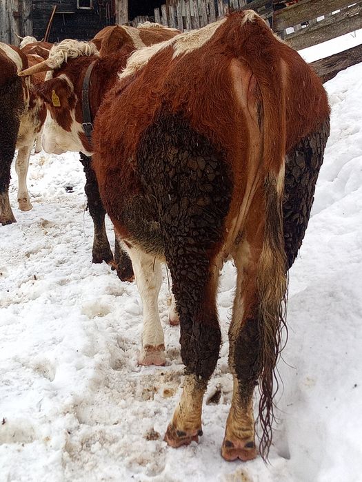 Juninca gestanta trebuie sa fete la sfârșitul lui mai