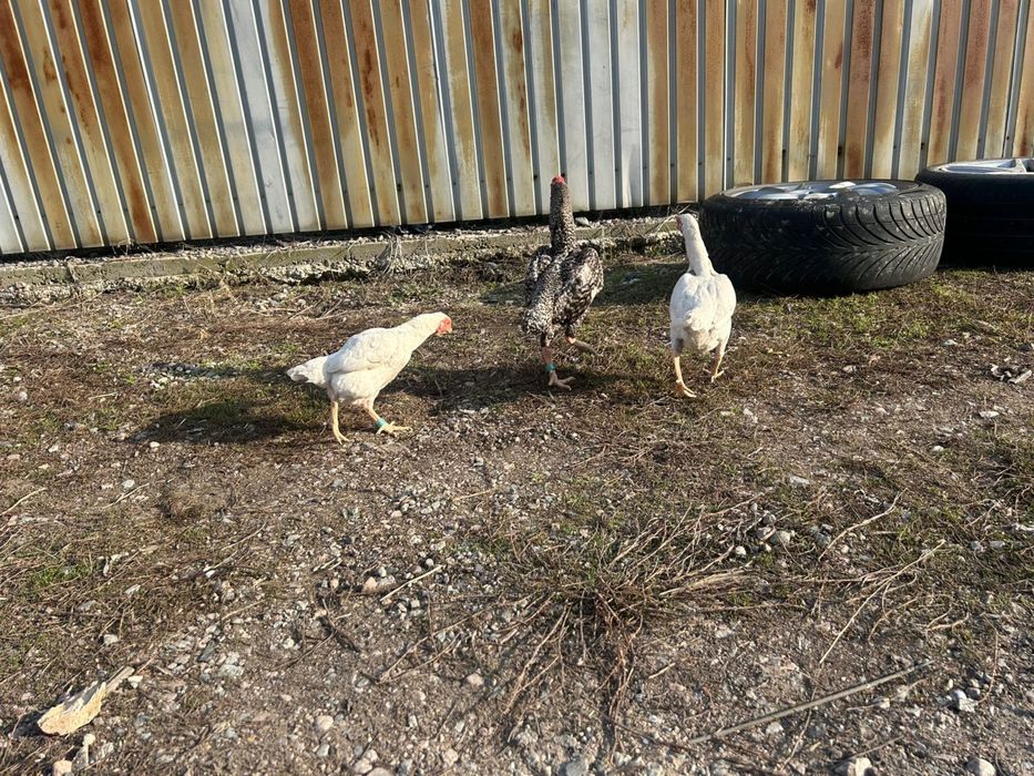 Ко шамо 2+1 семья