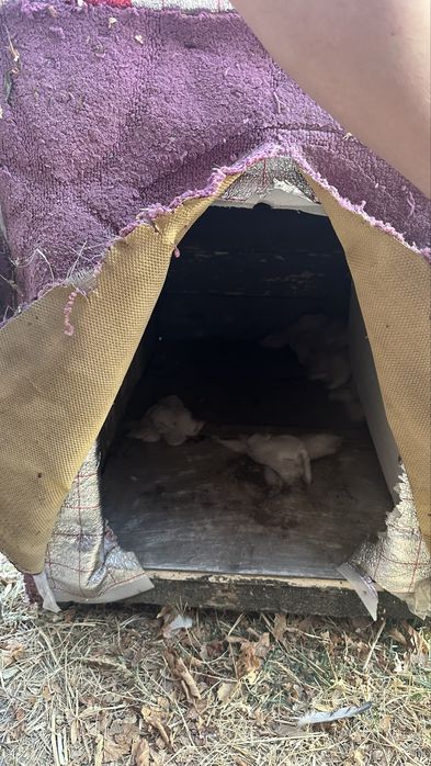 Будка для собаки