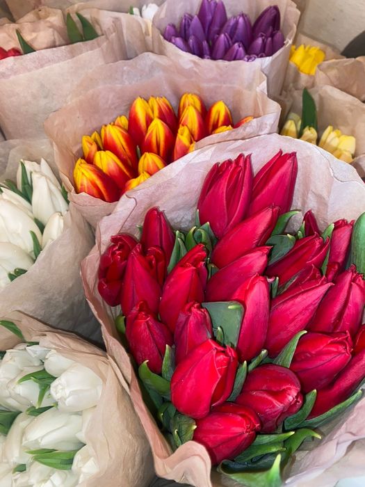 Тюльпаны БЕЛАРУССКИЕ крупные