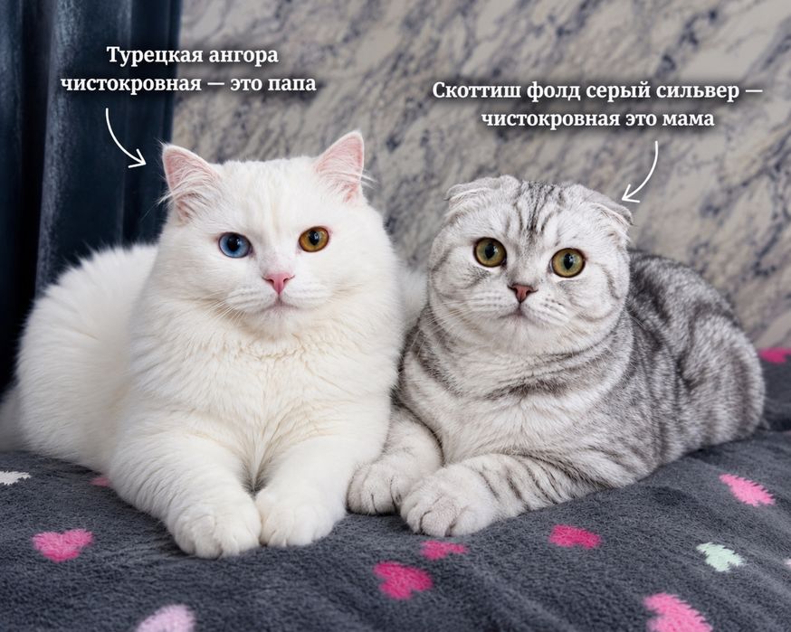 Чистокровные котята Turkish Angora × Scottish Fold