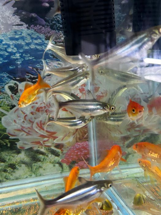 Аквариумные рыбки.