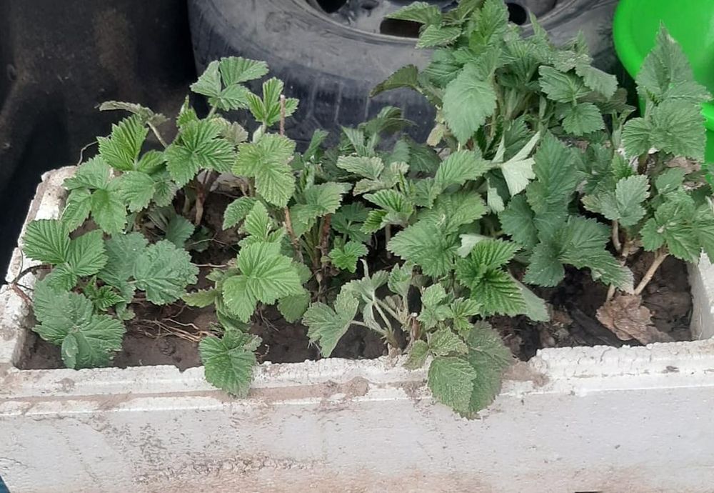 Рассады клубники