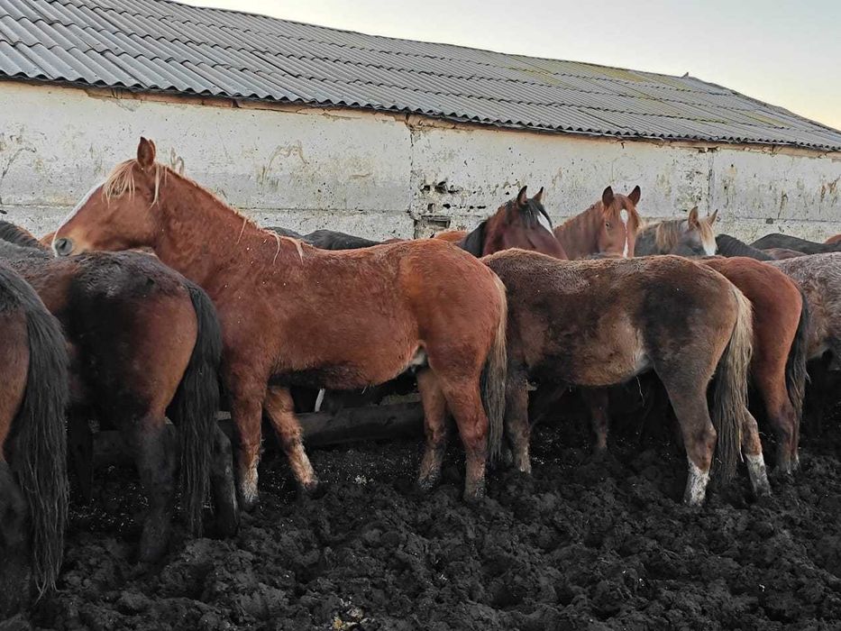 Жеребчики на откорме