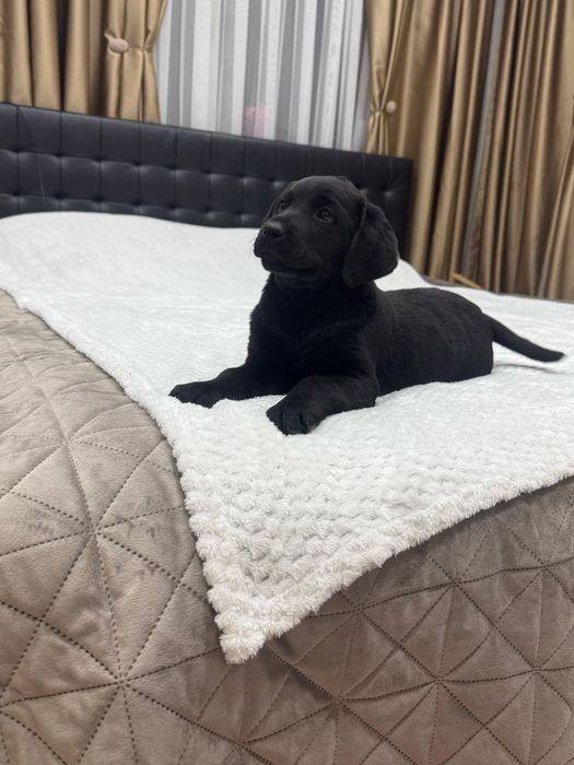 Чистокръвни Лабрадор Ретривар: