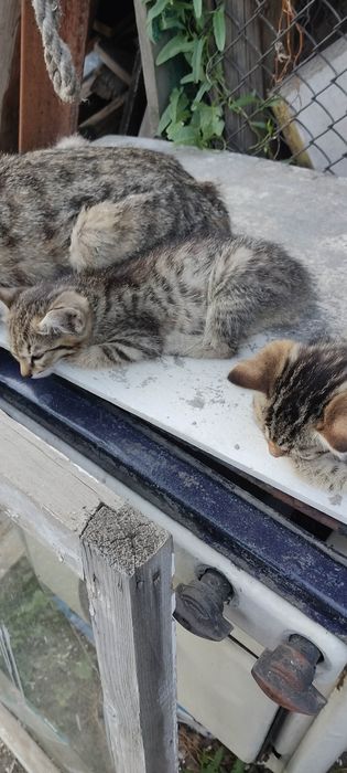 Отдам котят в добрые руки