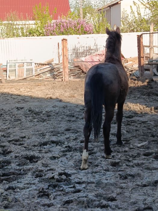 Продам жеребёнка 11 месяцев