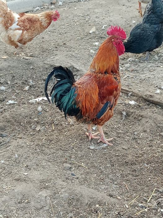 Продам домашний курей