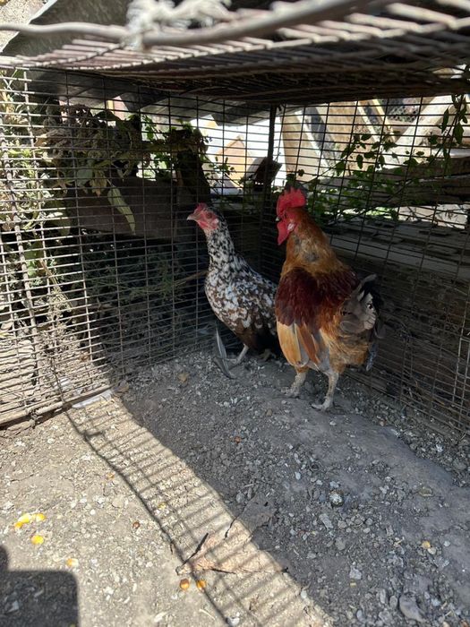 Продам пару бендамок