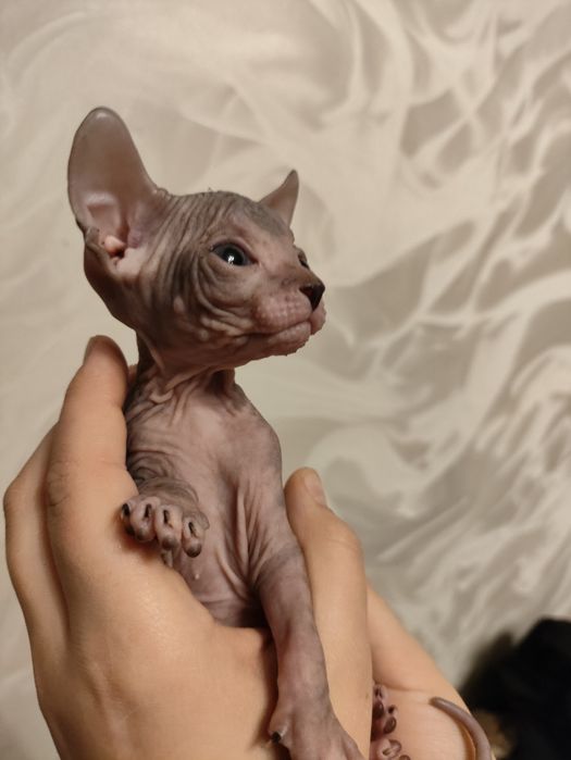 Канадский сфинкс