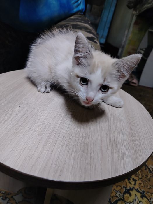 Отдам даром котика 3 месяца