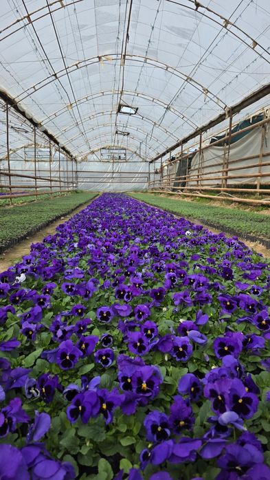 Viola, kapalak guli bor