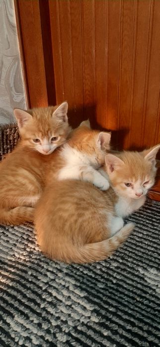 Мушукчалар бор  зотдор текинга бераман