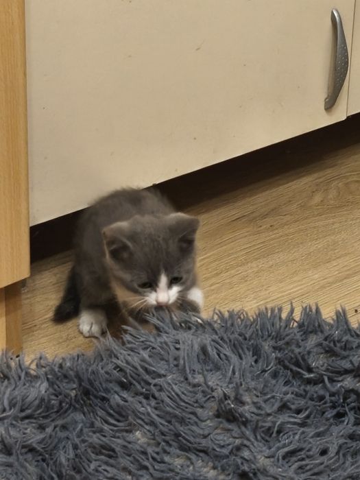 Подарявам малко котенце