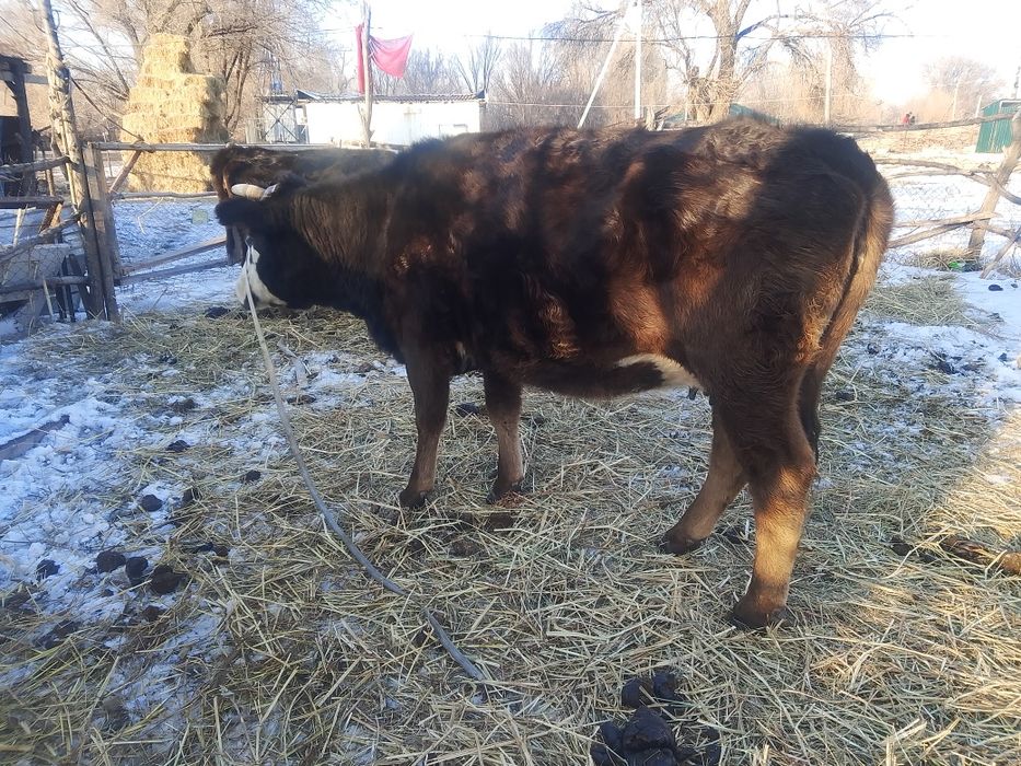 Сутти буаз сыйыр