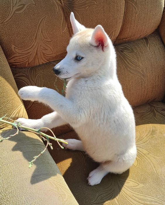 Продам щенков сибирский хаски