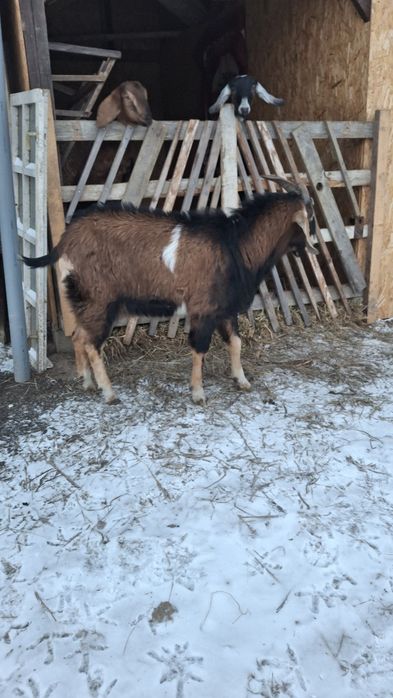 Tap metis anglonubian