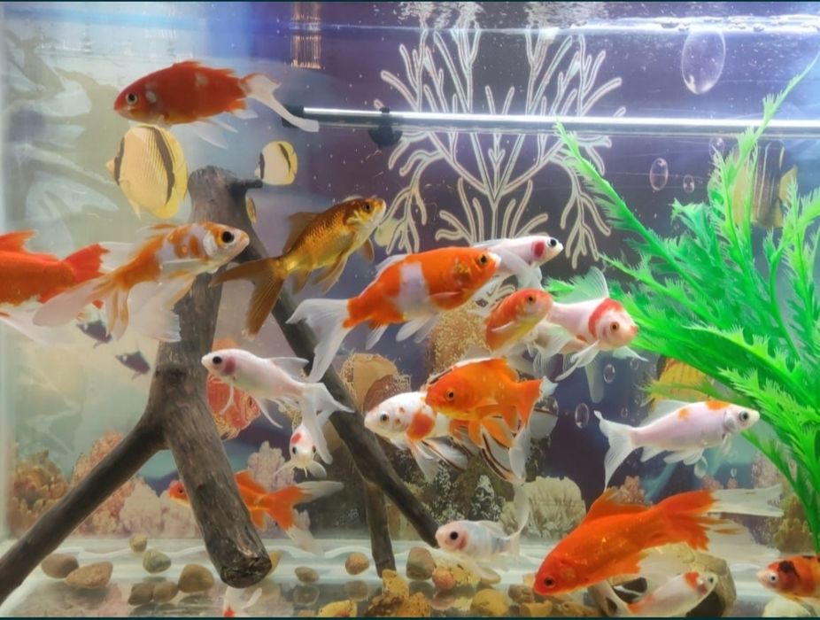 Аквариум большой