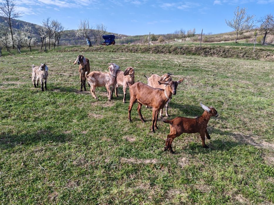 Capre Metis și Anglonubiana