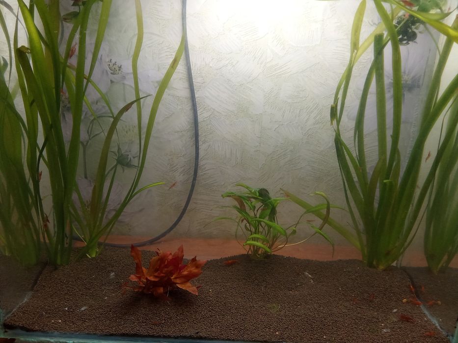 Аквариум аквариум