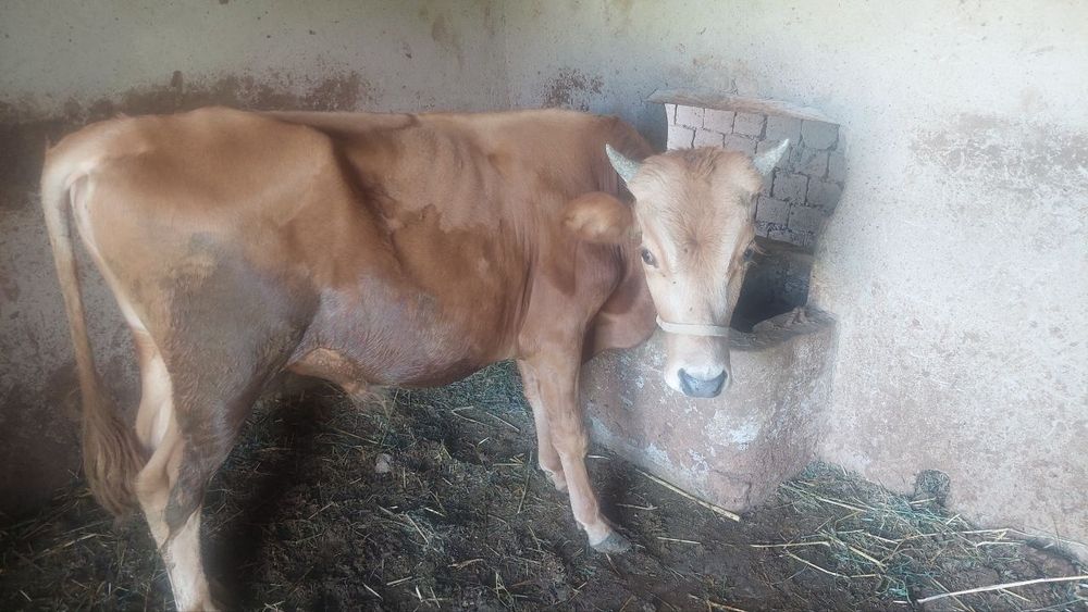 Buqachalar sotiladi