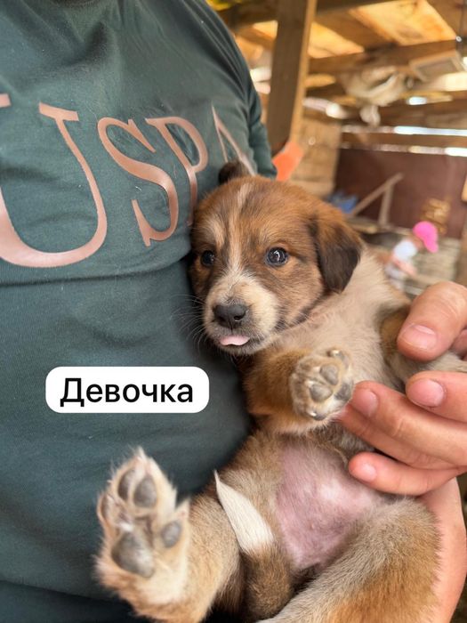 Отдам в добрые руки