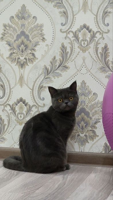 Срочно Кошка прадаётся девочка