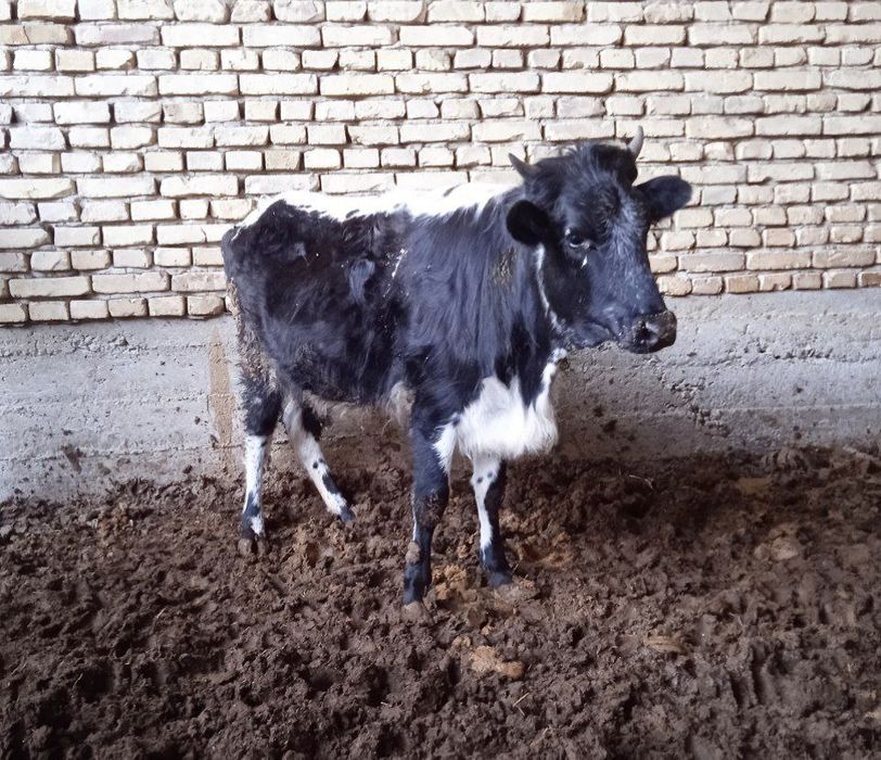 Ёш Гуножин сотилади