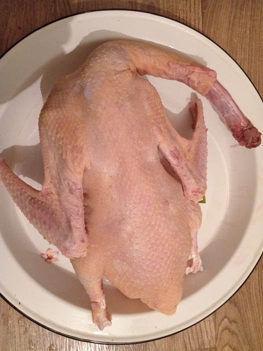 Продам гусей домашних