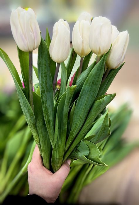 Тюльпаны премиум класса к 8 марта