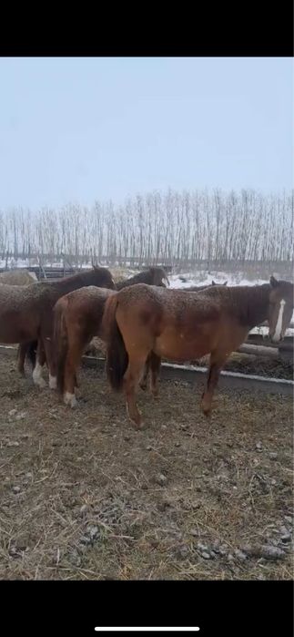 25 бас семіз биелер бар