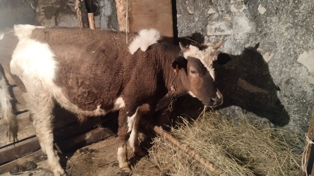 Продам бычок звоните