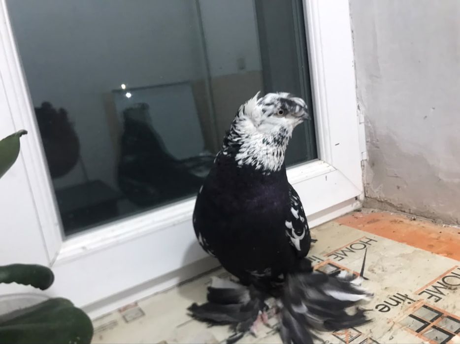 Голубь игровой летный