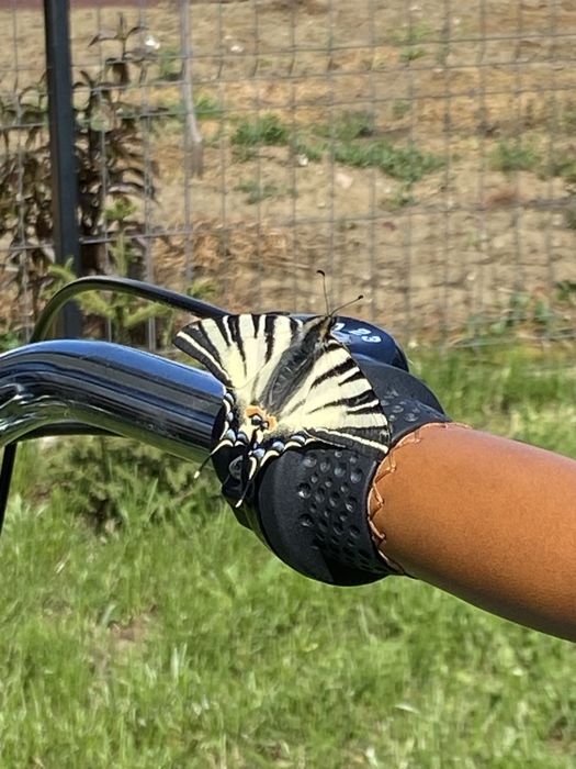 URGENT Bicicleta DAMĂ Scirocco cruiser Tahiti turcoaz