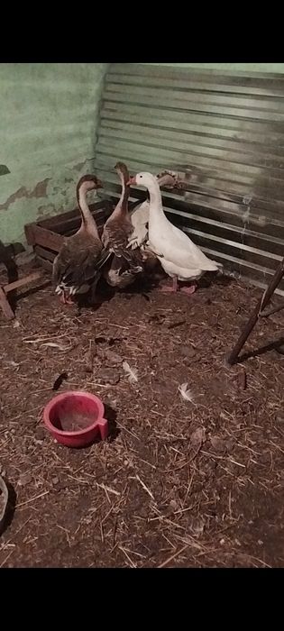 Продам гусей прошлогодние