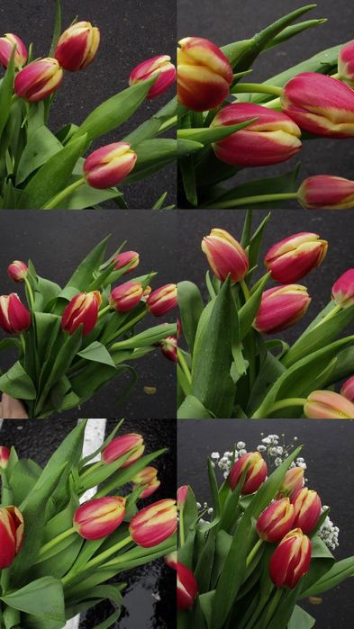 Свежие тюльпаны по выгодной цене