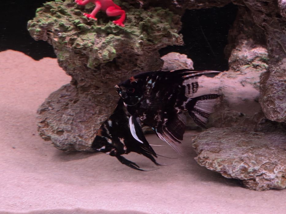 Скалярии мраморные, 3шт.