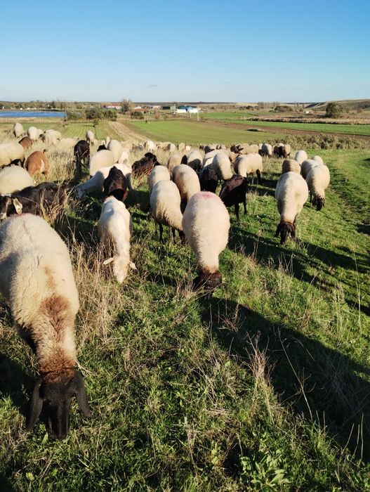 Oi de vanzare carabase de Teleorman