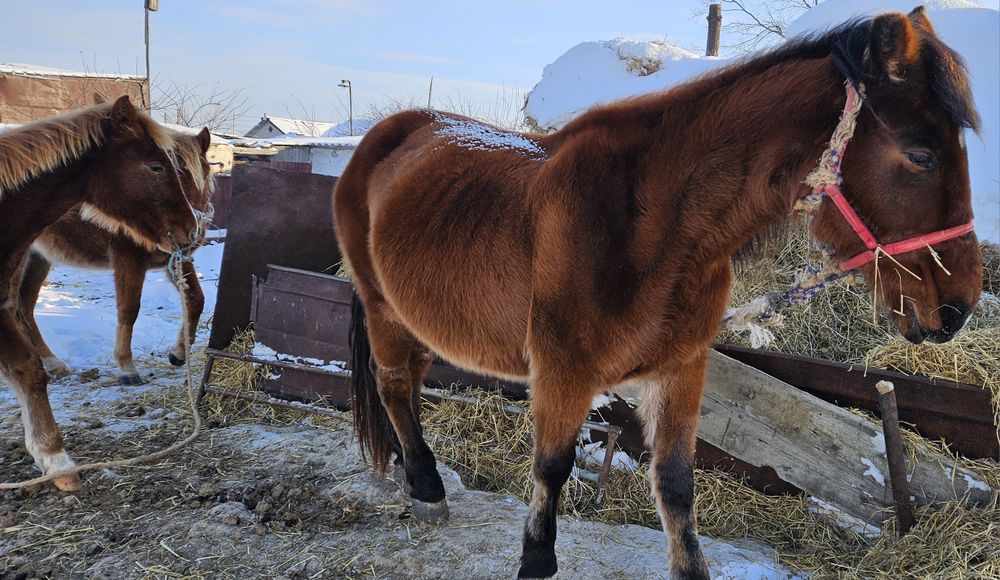 Продаются лошади