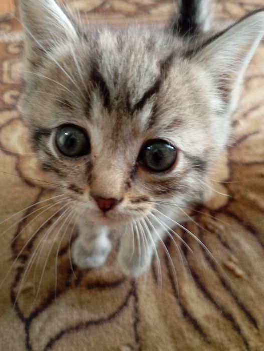 Котята бесплатно