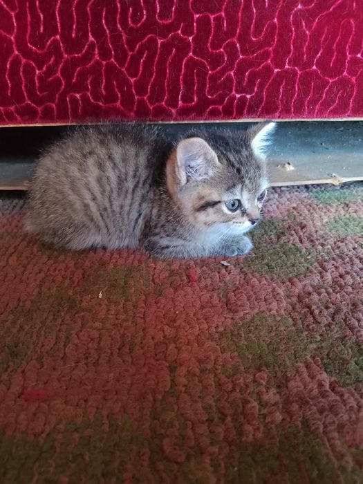 Отдам котенка в добрые руки