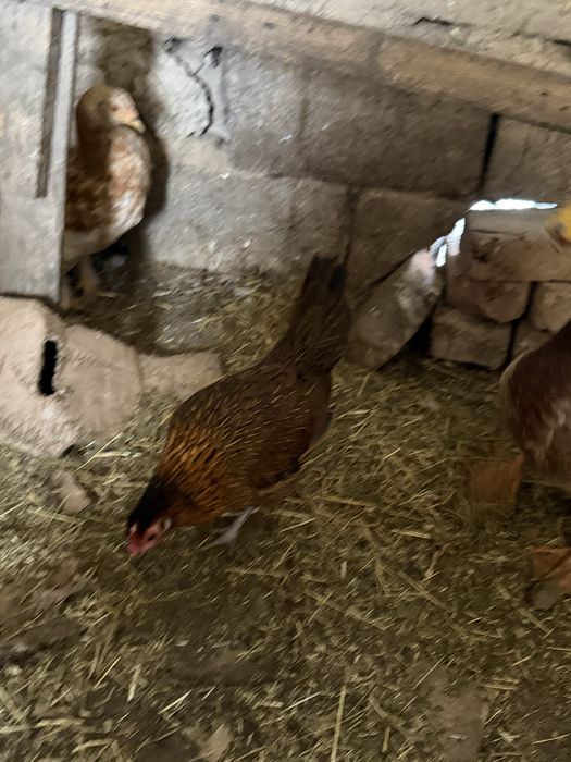 Утки куры индюки