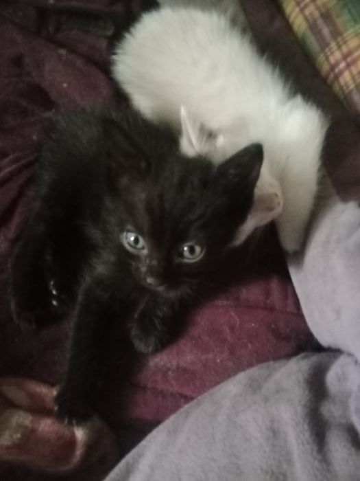Одам котят в добрые руки,срочно