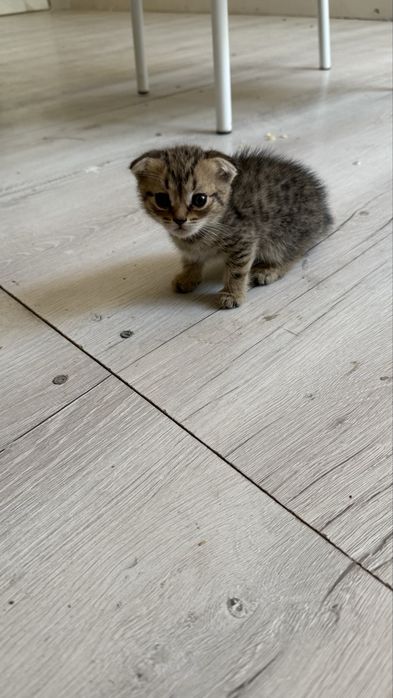Шотландский вислоухий