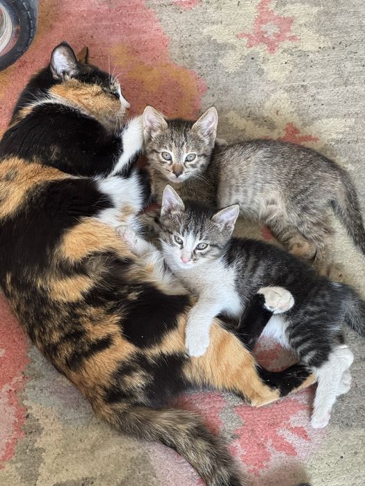 Отдам котят в добрые руки