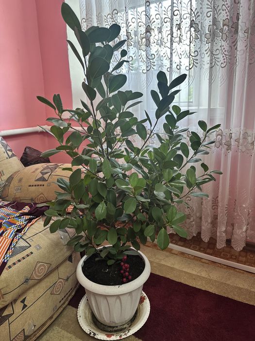 Продам комнатные растерия. Фикус.