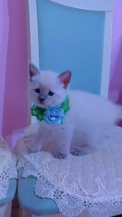 продаётся породистый котенок