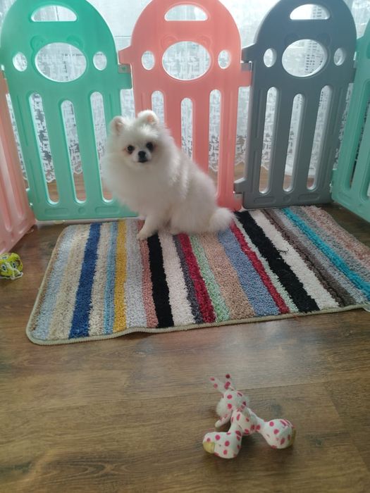 Померанский шпиц мальчик